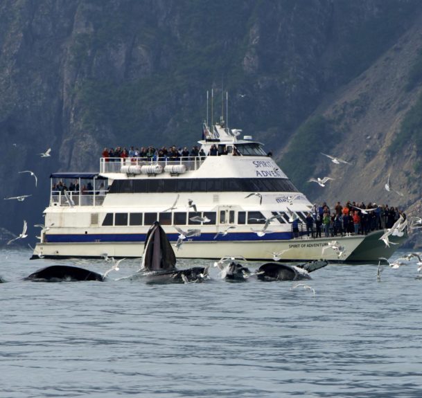 kenai fjords cruise from anchorage